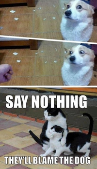 Quand le chien se fait engueuler