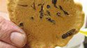 Cookie piquant 
