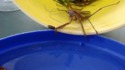 Une mante religieuse attrape un poisson rouge