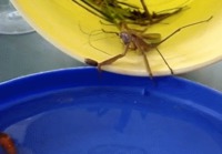 Une mante religieuse attrape un poisson rouge