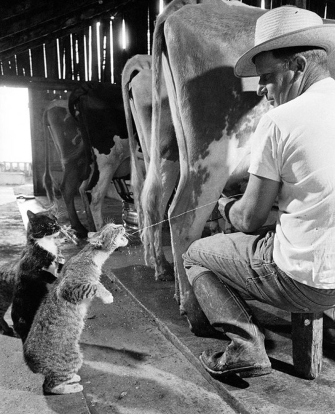Les chats Blackie et Brownie, amateurs de lait, pendant la traite des vaches dans la ferme d'Arch Badertschers à Fresno, Californie en 1954. (Nat Farbman—The LIFE Picture Collection/Getty Images)