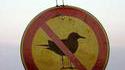Un piaf rebelle