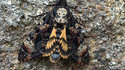 Sphinx tête de mort