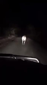 Ne suivez pas les kangourous