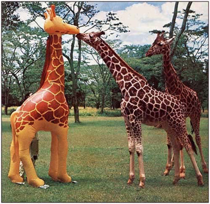 L'amour entre girafe