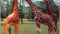 Girafe love