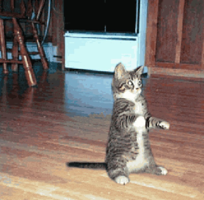 Longcat is looooooooooong