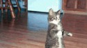 Longcat is looooooooooong