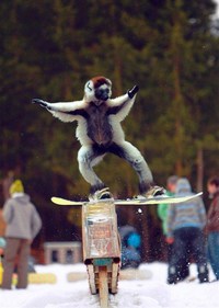 Lémurien snowboarder