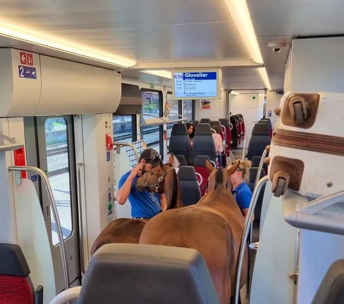 En Suisse, des farceurs ont tenté de prendre le train avec leurs chevaux, parce qu'ils avaient entendu qu'il fallait privilégier les transports publics pour se rendre à une fête consacrée au cheval!