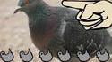 Un Pigeon