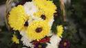 Chien fleur