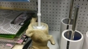 La brosse à chiotte 