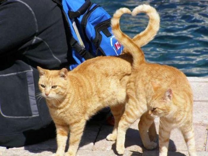 Des chats, des queues, de l'amour.