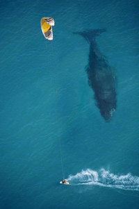 Baleine et kitesurf