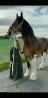 Un beau cheval