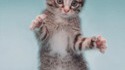 Break cat