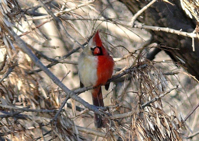 Ici l'hermaphrodisme chez un cardinal rouge (Cardinalis cardinalis), un petit passereau dont la femelle est blanche et le mâle rouge.