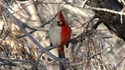 Hermaphrodisme cardinal
