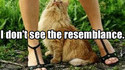 Chatte vs chatte