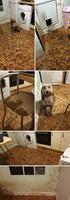 Penser à fermer la porte du chien quand il pleut !