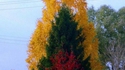 Flamme d'arbres