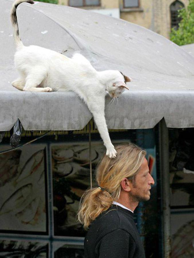 Un chat intrigué par des cheveux longs.