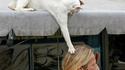 Chat farceur