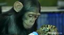 Un chimpanzé nourrit un tigre