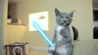 Chaton wars
