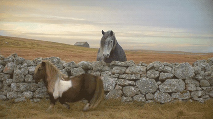 Poney moonwalk