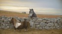 Poney moonwalk
