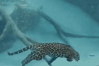 Félin aquatique