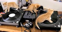 Dj Mylo aux platines
