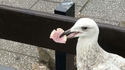 Quand ta grand-mère roule des pelles aux oiseaux