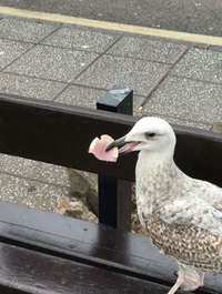 Quand ta grand-mère roule des pelles aux oiseaux