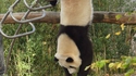 Kung-fu panda est de retour !