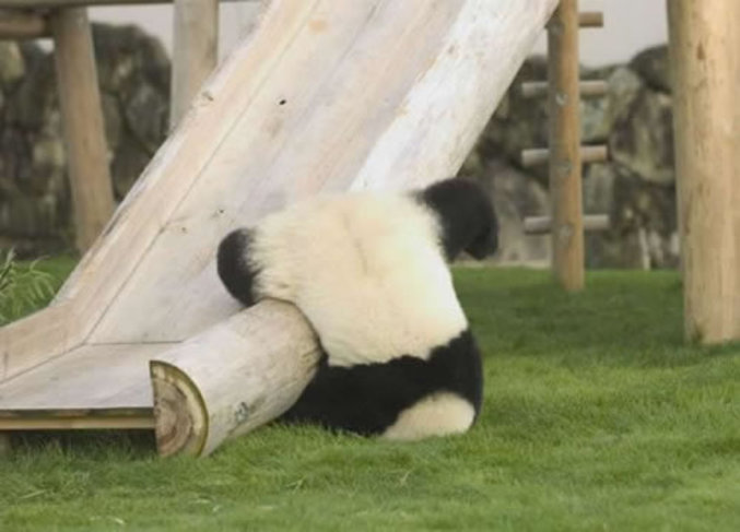 Un panda qui a fait une mauvaise chute.