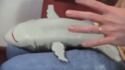 C'est mignon un requin quand même