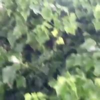 Les dangers de l'ornithologie