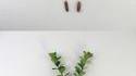 Silhouettes de plantes