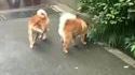 Entre chiens et loops