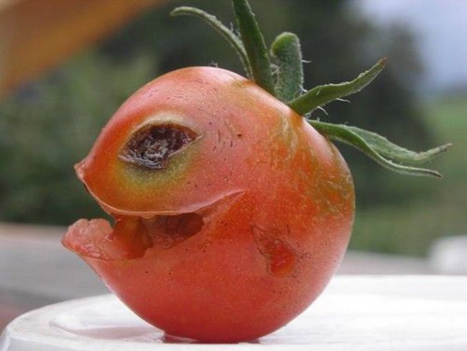 Une tomate de l'Enfer.
