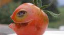 Tomate maléfique