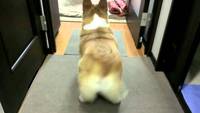 Twerk de corgi