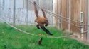 Loutre hélicoptèèère