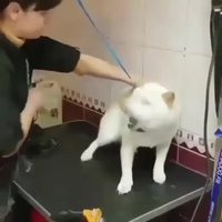 Non, je veux pas !