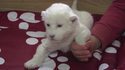 Lioncelle blanche
