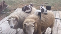 Comme chats et moutons