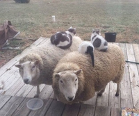 Comme chats et moutons